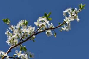 Sierpeer | Pyrus calleryana 'Chanticleer' | Chemievrij | Veenvrij