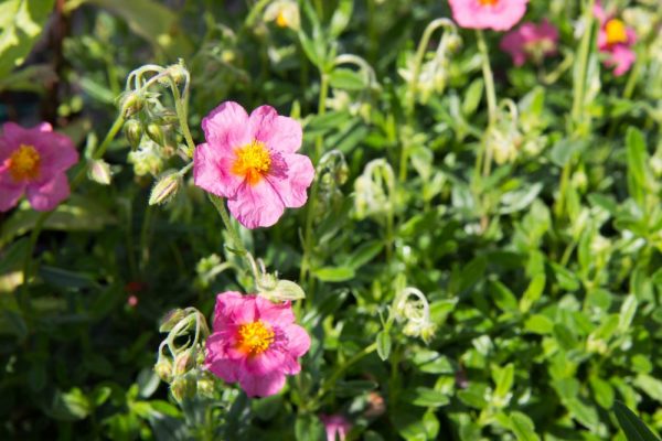 Helianthemum 'Lawrenson's Pink' - Zonneroosje - Vaste plant