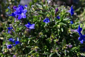 Lithodora diffusa 'Heavenly Blue' - Steenzaad - Vaste plant