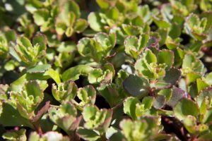 Sedum spurium 'Purpurteppich' - Vaste plant