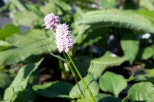 Persicaria bistorta 'Superba' - Duizenknoop - Vaste plant - Roze