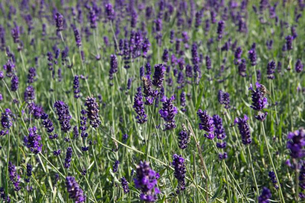 Lavandula angustifolia 'Hidcote' Lavendel vaste plant blauw, paars zon, halfschaduw Zomerbloeier, Insectenplant