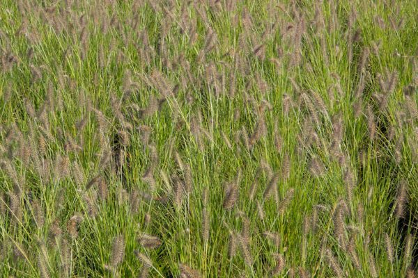 Pennisetum alopecuroides 'Hameln' | 2 Liter pot | BIO | Lampenpoetsergras | Biologisch geteeld - Afbeelding 4