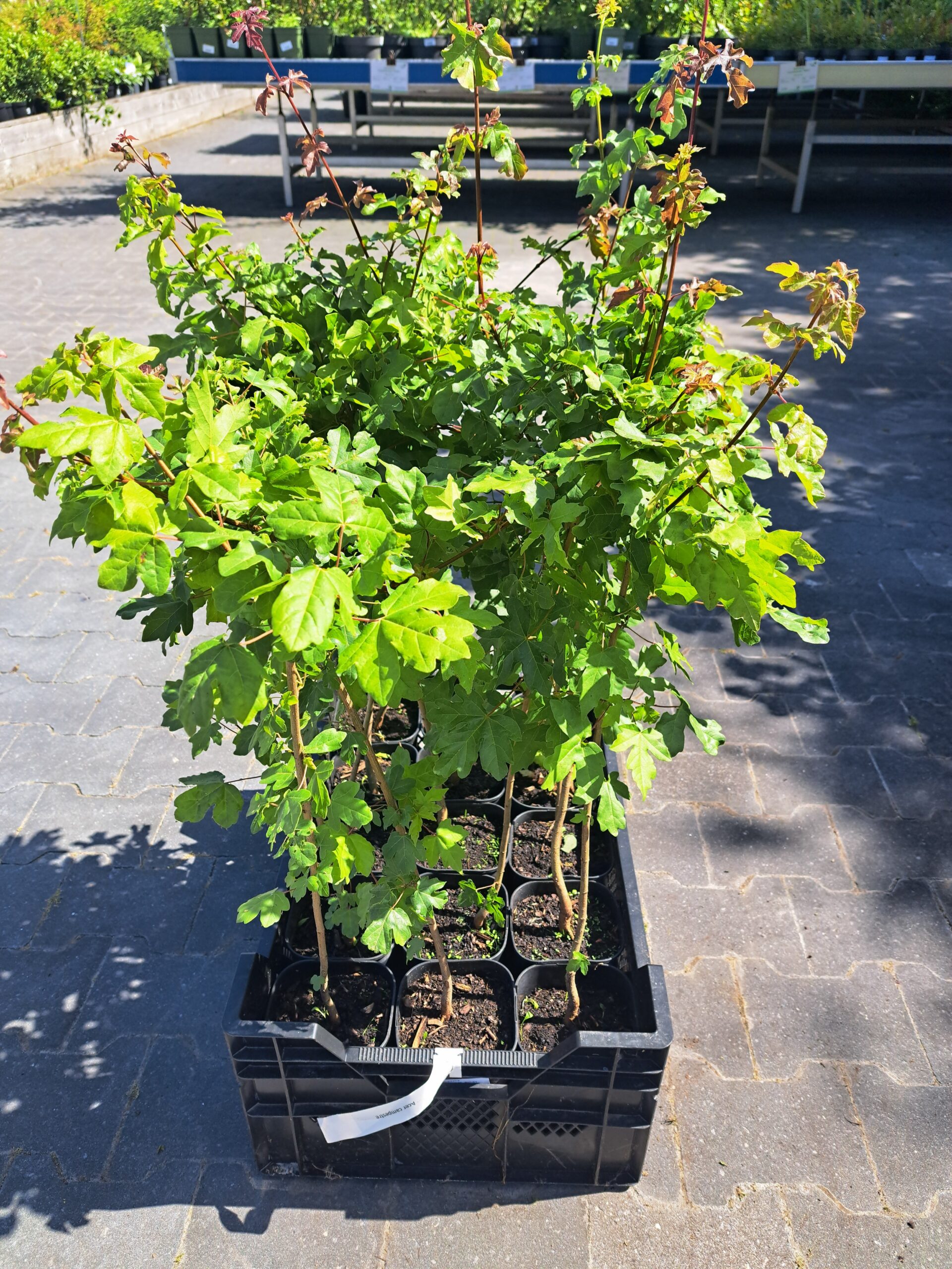 Acer campestre | 3 Liter pot | BIO | Veldesdoorn of Spaanse aak | Biologisch geteeld - Afbeelding 4