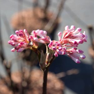 Viburnum bodnantense 'Charles Lamont' Sneeuwbal heerster roze zon, halfschaduw Voorjaarsbloeier