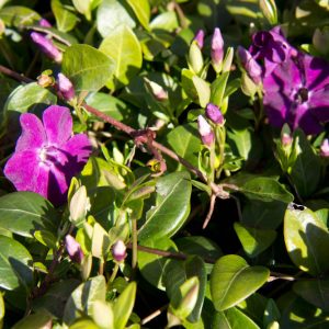 Vinca minor 'Atropurpurea' Maagdenpalm vaste plant paars zon, halfschaduw, schaduw Voorjaarsbloeier, Bodembedekker, Schaduw
