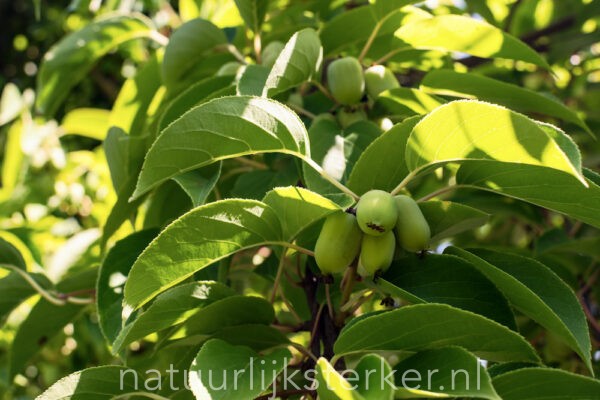 actinidia super issai
