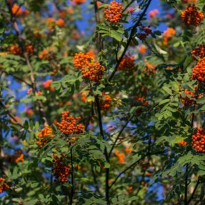 Gewone lijsterbes | Sorbus aucuparia | Chemievrij | Veenvrij