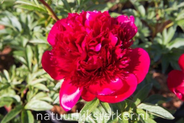 Paeonia 'Red Charm' Pioenroos vaste plant rood zon, halfschaduw Voorjaarsbloeier