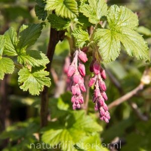 Ribes sanguineum 'King Edward VII' Rode ribes heerster roze zon, halfschaduw Voorjaarsbloeier