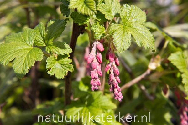 Ribes sanguineum 'King Edward VII' Rode ribes heerster roze zon, halfschaduw Voorjaarsbloeier