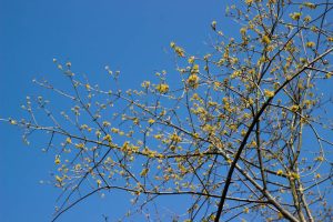 Cornus 'Mas' Gele kornoelje heerster geel zon, halfschaduw, schaduw Voorjaarsbloeier, Haagplant