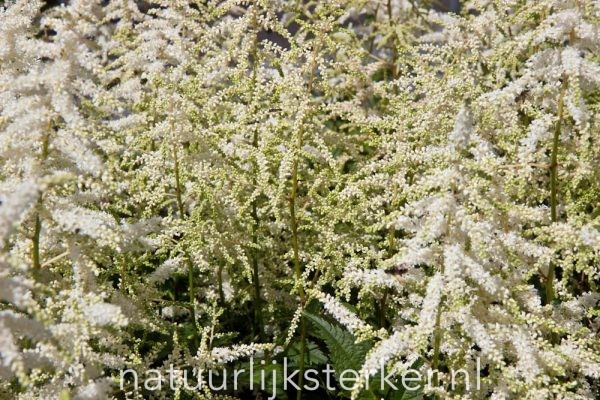 Astilbe (J) 'Deutschland' Pluimspirea vaste plant wit halfschaduw Zomerbloeier