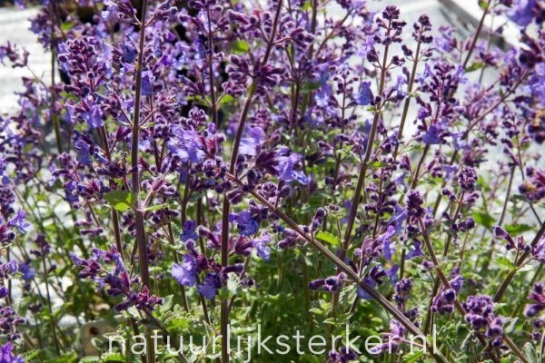 Nepeta faassenii 'Walker's Low' Kattekruid vaste plant paars zon Zomerbloeier, Insectenplant
