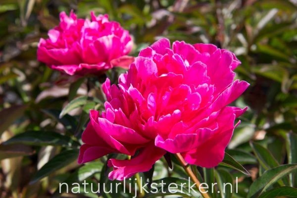 Paeonia (LD) 'Felix Crousse' Pioenroos vaste plant roze zon, halfschaduw Voorjaarsbloeier