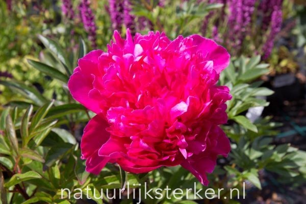 Paeonia (LD) 'Felix Crousse' Pioenroos vaste plant roze zon, halfschaduw Voorjaarsbloeier