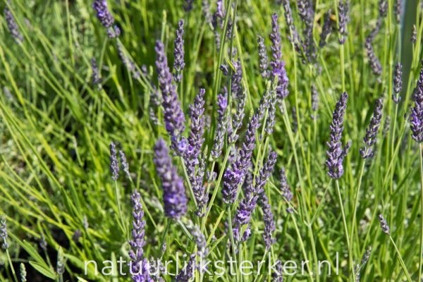 Lavandula intermedia 'Phenomenal'PBR Lavendel vaste plant blauw, paars zon, halfschaduw Zomerbloeier, Insectenplant