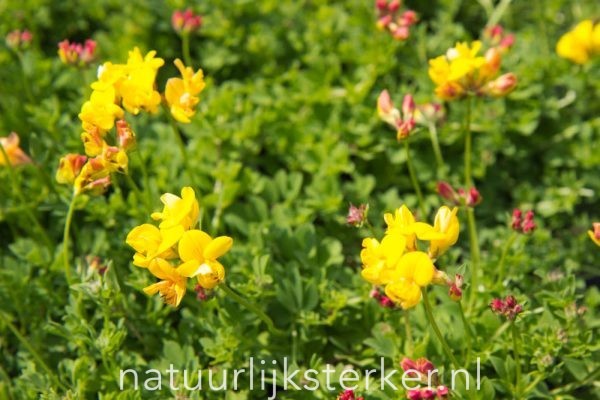 Lotus corniculatus 'Pleniflorus' Rolklaver vaste plant geel zon Zomerbloeier, Bodembekker
