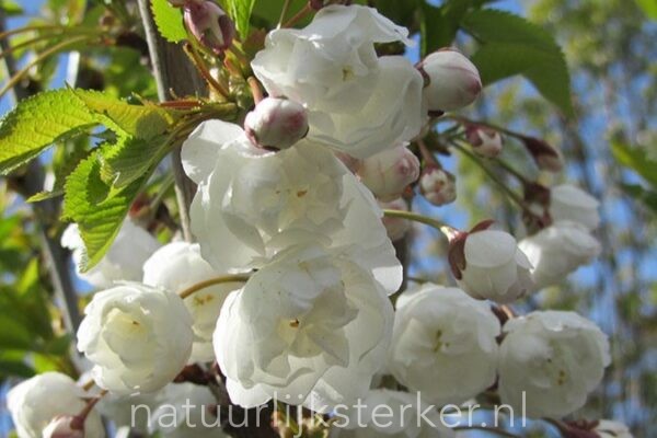 Prunus avium 'Plena' | 8-10 Hoogstam | Sierkers | Chemievrij geteeld