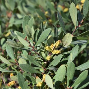 Wilde Gagel | Myrica gale | BIO | Inheems