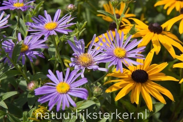 Aster frikartii 'Mönch' Herfstaster vaste plant paars zon, halfschaduw Najaarsbloeier, Insectenplant
