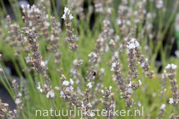 Lavandula intermedia 'Edelweiss' Witte lavendel vaste plant wit zon, halfschaduw Zomerbloeier, Insectenplant