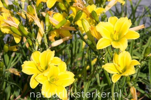 Hemerocallis 'Green Flutter' Daglelie vaste plant geel, groen zon, halfschaduw Zomerbloeier