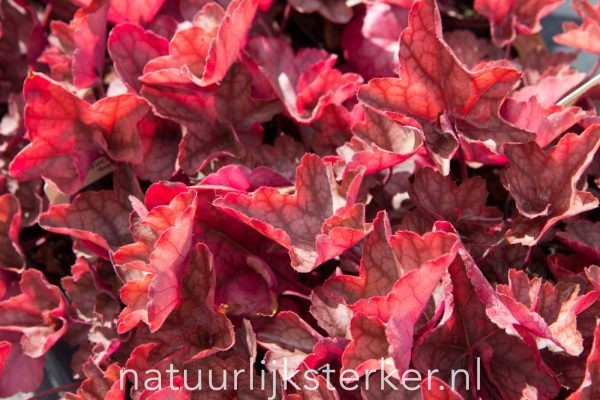 Heuchera 'Regina' Purperklokje vaste plant roze zon, halfschaduw Zomerbloeier