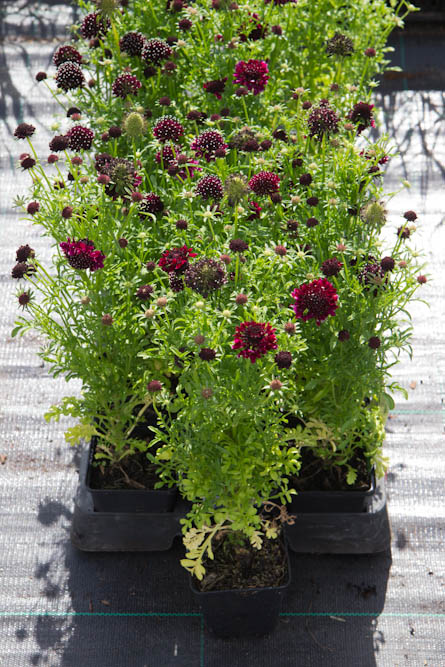Scabiosa 'Barocca' Duifkruid vaste plant rood, roze zon, halfschaduw Zomerbloeier, Insectenplant