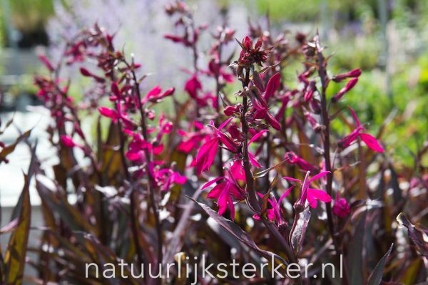 Lobelia speciosa 'Russian Princess' Lobelia vaste plant rood, roze zon Zomerbloeier