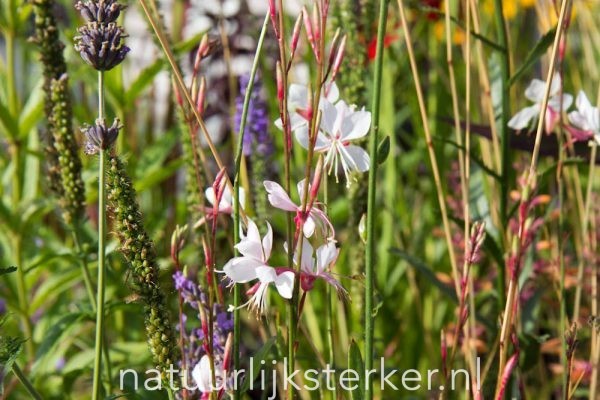Gaura lindheimeri 'Whirling Butterflies' Lindheimers prachtkaars vaste plant roze, wit zon, halfschaduw Zomerbloeier, Najaarsbloeier