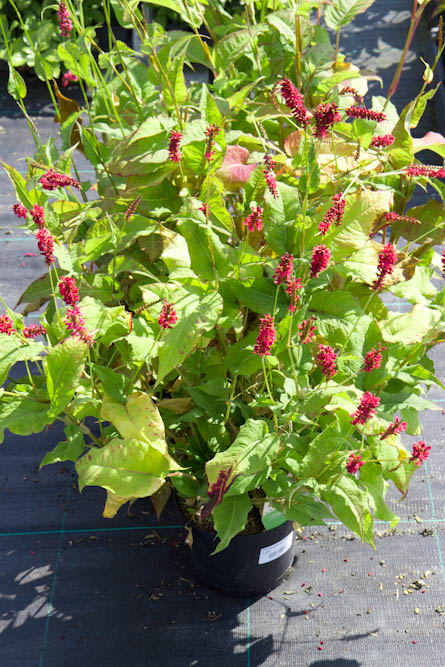 Persicaria amplexicaulis 'Speciosa' Duizendknoop vaste plant rood, roze zon, halfschaduw Zomerbloeier