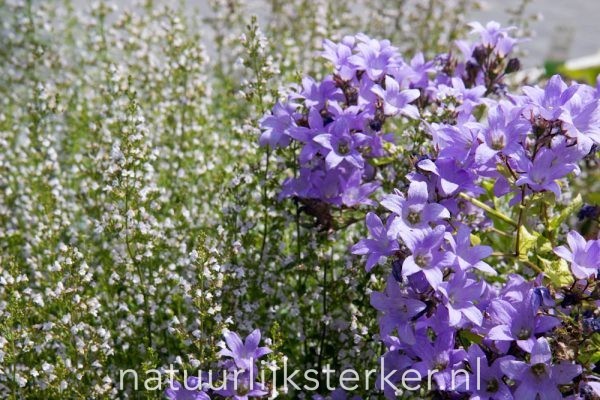 Campanula lactiflora 'Prichard's Variety' Klokjesbloem, Klokje vaste plant lila, paars zon, halfschaduw Zomerbloeier