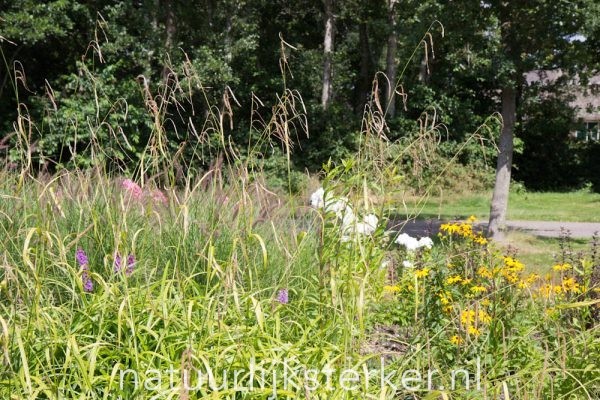 Carex pendula Hangende zegge/Treurzegge siergras bruin, groen zon,halfschaduw Siergras
