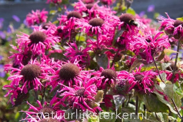 Monarda didyma 'Pink Lace'PBR Bergamot vaste plant roze zon Zomerbloeier, Insectenplant