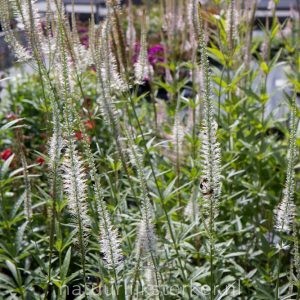 Veronicastrum virginicum 'Album' Ereprijs vaste plant wit zon, halfschaduw Zomerbloeier, Insectenplant