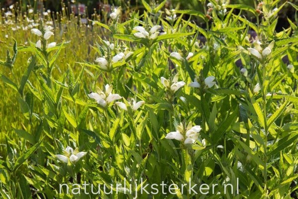 Chelone obliqua 'Alba' Schildpadbloem vaste plant wit halfschaduw Zomerbloeier