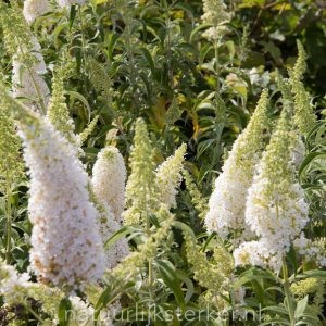 Buddleja davidii 'Nanho White' Vlinderstruik heerster wit zon, halfschaduw Zomerbloeier, Insectenplant