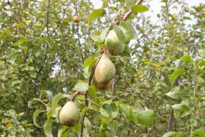 Pyrus communis 'Comtesse du Paris'