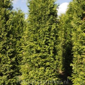 Conifeer Brabant 300-350 | Thuja occidentalis | BIO | Veenvrij
