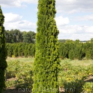 Conifeer Smaragd 225-250 | Thuja occidentalis | BIO | Veenvrij