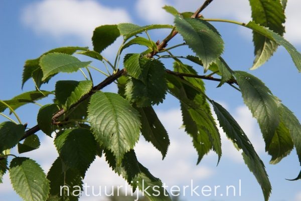 Prunus avium 'Plena' | 8-10 Hoogstam | Sierkers | Chemievrij geteeld - Afbeelding 3