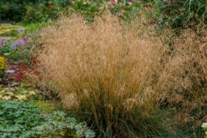 Ruwe Smele | Deschampsia cespitosa | BIO | Inheems