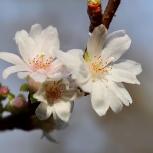 Prunus subhirtella 'Autumnalis' | 8-10 Hoogstam | Winterbloeiende Sierkers | Chemievrij geteeld