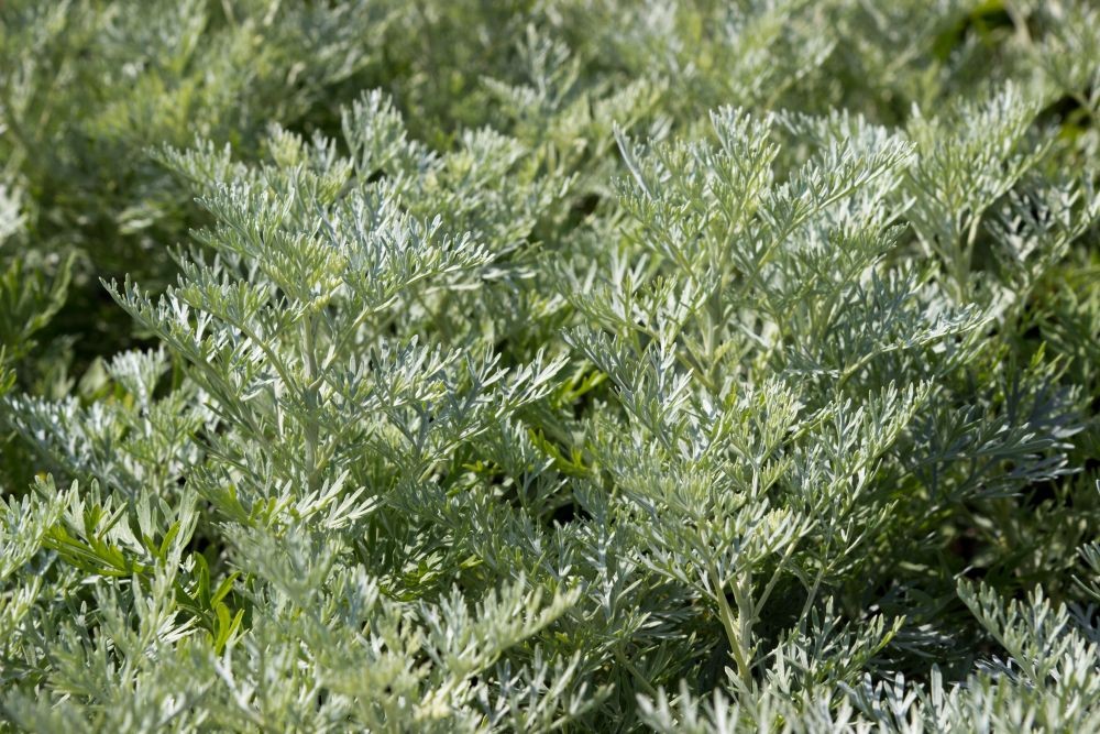 Absintalsem | Artemisia absinthium | BIO | Veenvrij | Inheems