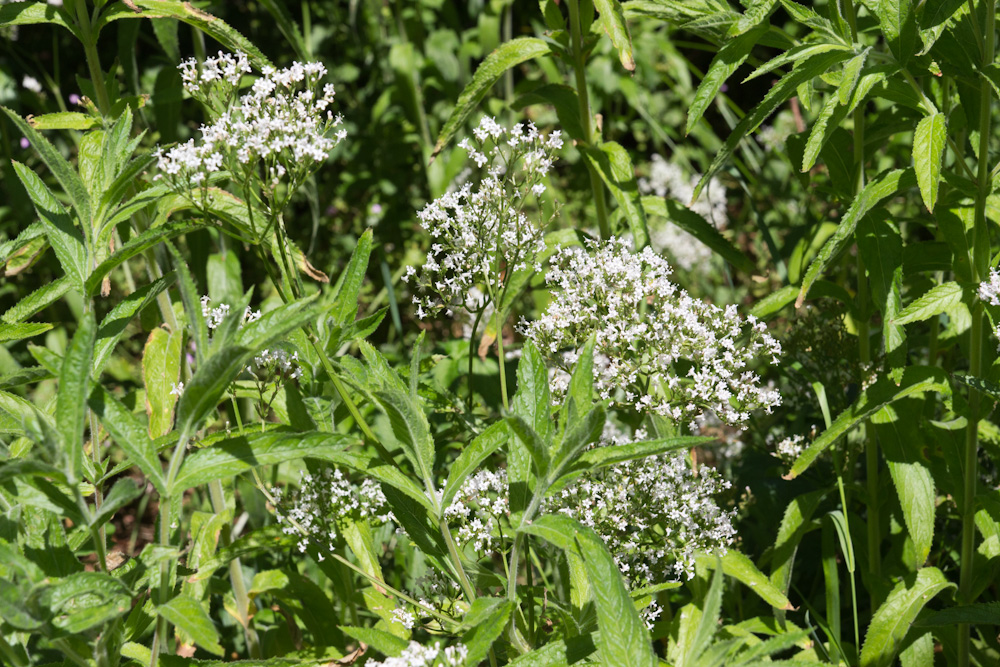 Anthriscus sylvestris | 0,7 Liter pot P9 | BIO | Fluitenkruid | Biologisch geteeld - Afbeelding 3