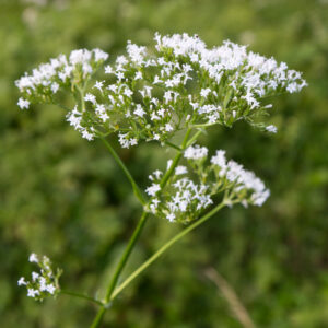 Fluitenkruid | Anthriscus sylvestris