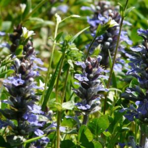 Kruipend Zenegroen | Ajuga reptans | BIO | Veenvrij | Inheems