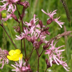 Echte koekoeksbloem | Lychnis flos-cuculi | BIO | Veenvrij