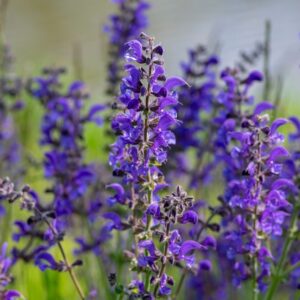 Veldsalie | Salvia pratensis | BIO | Veenvrij | Inheems